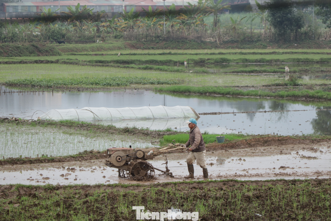 Mỗi người một công đoạn, người cày bừa,...