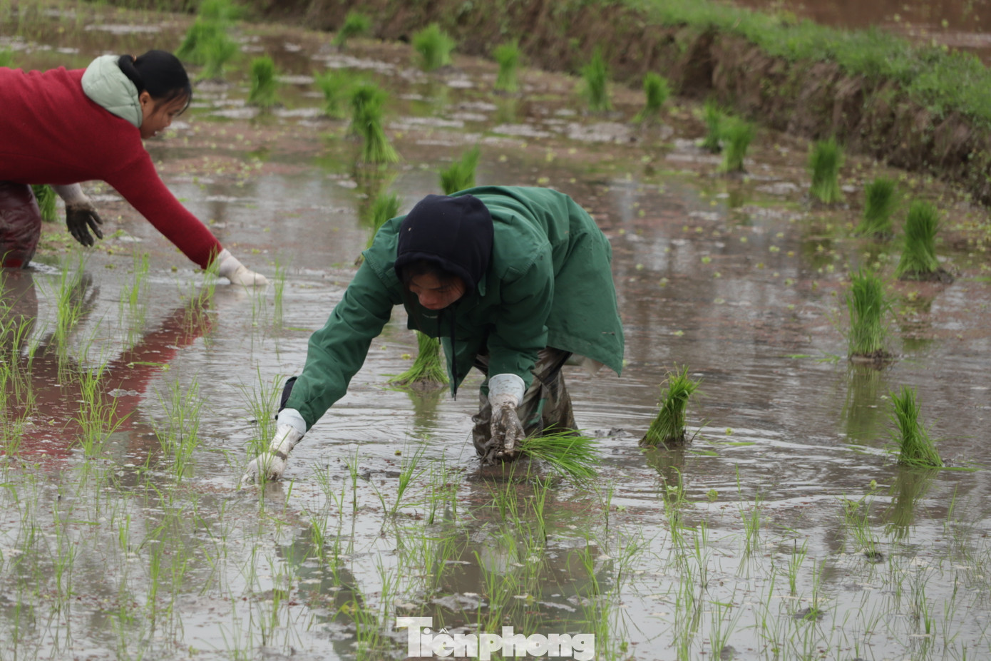 …người lấy mạ, cấy lúa.