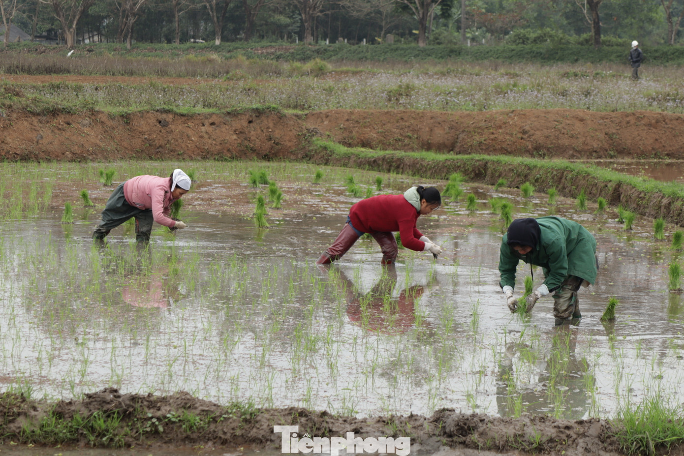 Hòa Bình là tỉnh thuộc khu vực Tây Bắc có địa hình cao, tuy không xuất hiện băng tuyết như tại một số tỉnh khác nhưng nền nhiệt độ cũng rất thấp. Vào ban đêm, hiện tượng sương muối xuất hiện dày đặc, kèm theo cái lạnh “thấu xương”.