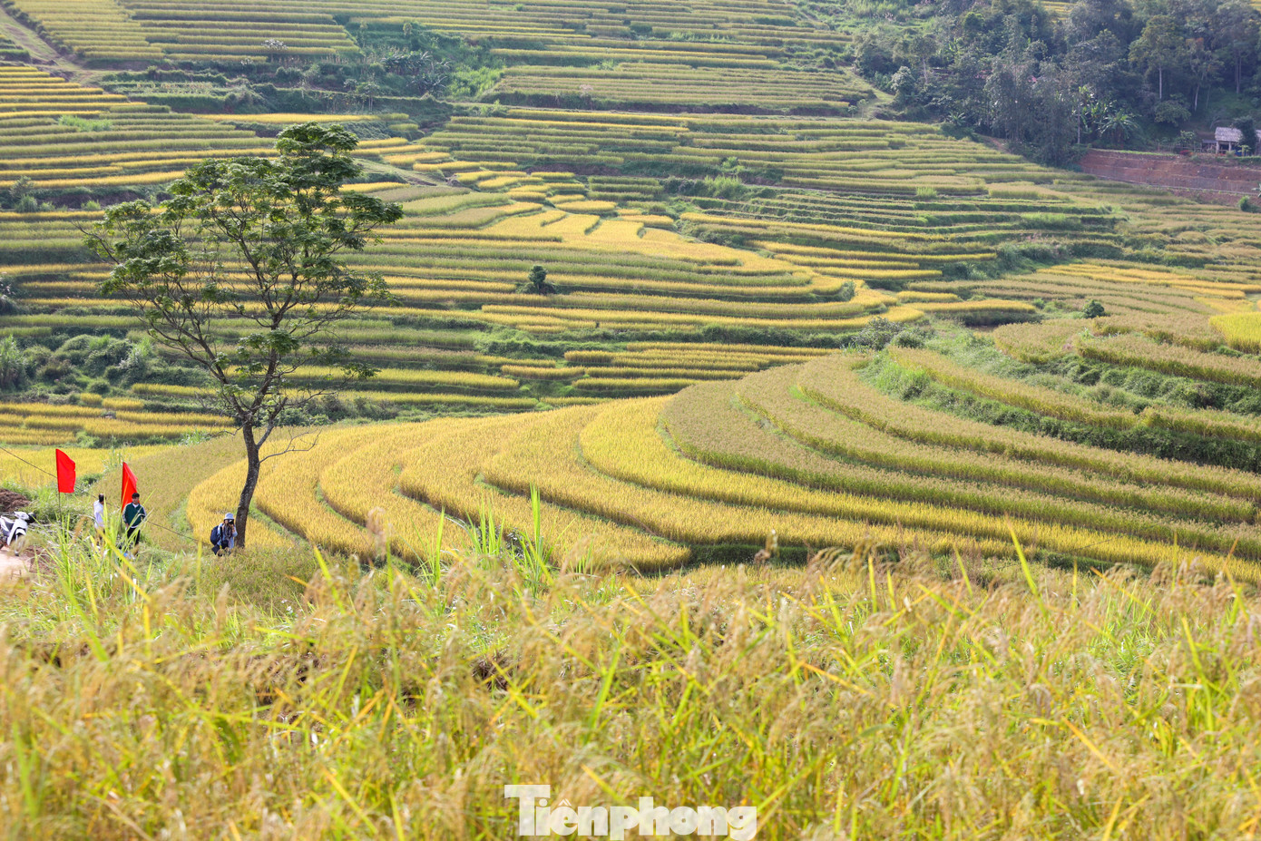 So với khu vực toàn huyện Lạc Sơn, xã vùng cao Miền Đồi có cảnh quan ruộng bậc thang đặc sắc hơn cả, với diện tích khoảng 800 ha.