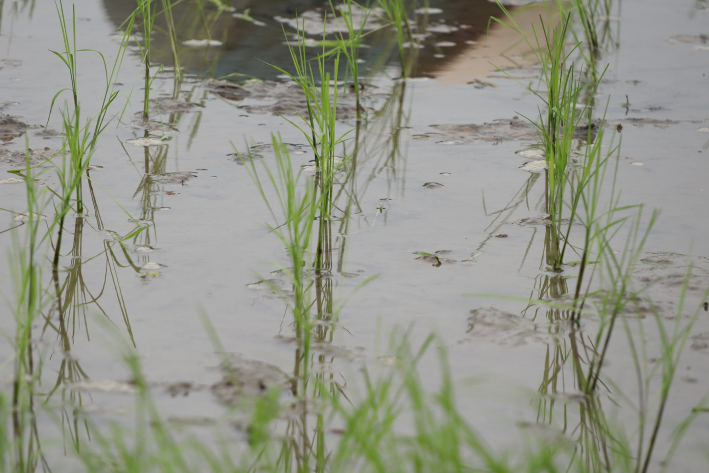 Theo đó, Cục Trồng trọt khuyến cáo, nông dân không cấy khi nhiệt độ trung bình ngày - đêm xuống dưới 15 độ C. Ngoài ra, người dân không gieo mạ, gieo sạ vào thời điểm rét đậm, rét hại, khi nhiệt độ dưới 15 độ C.