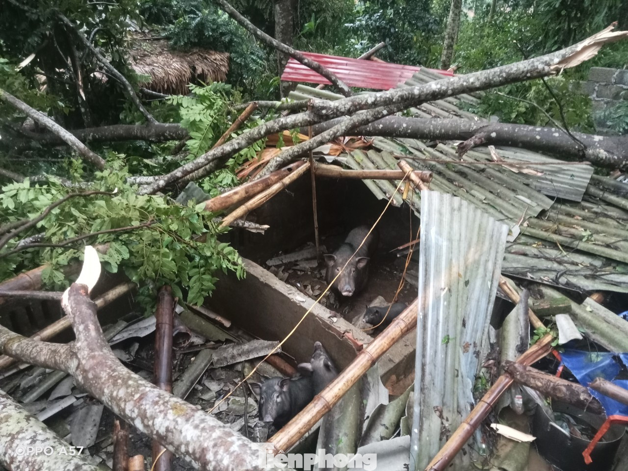 Gần 200 ngôi nhà bị hư hỏng do mưa, dông lốc.