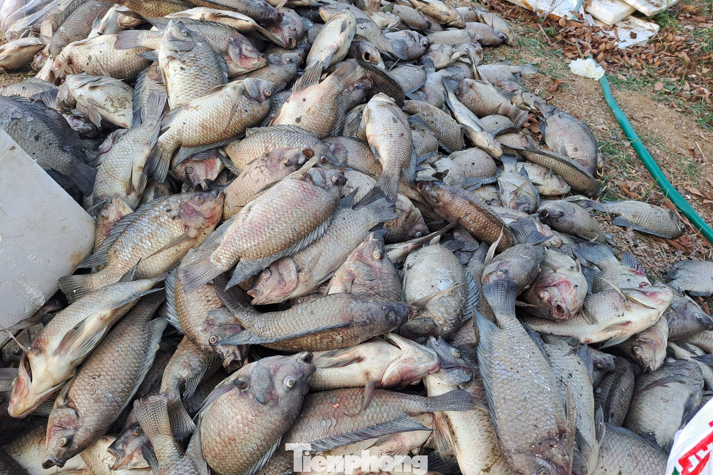 Lượng cá chết nhiều do nguồn nước có màu và mùi lạ