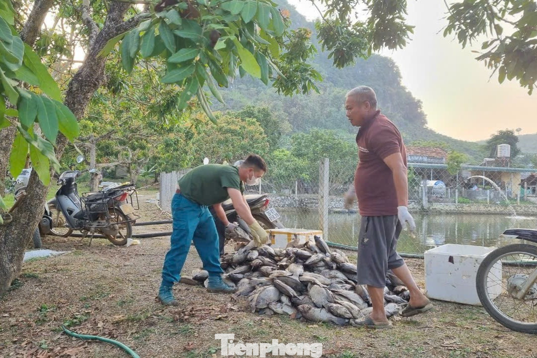 Người dân xót xa chôn bỏ cá chết.