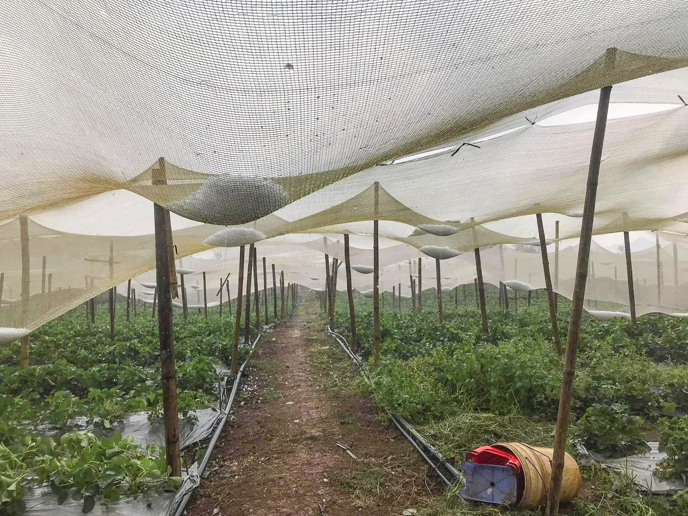 Đồng thời, cơ quan này yêu cầu các địa phương cần sẵn sàng lực lượng, vật tư, phương tiện tại chỗ để kịp thời triển khai ứng cứu kịp thời, hạn chế thấp nhất thiệt hại về người và tài sản của nhân dân.