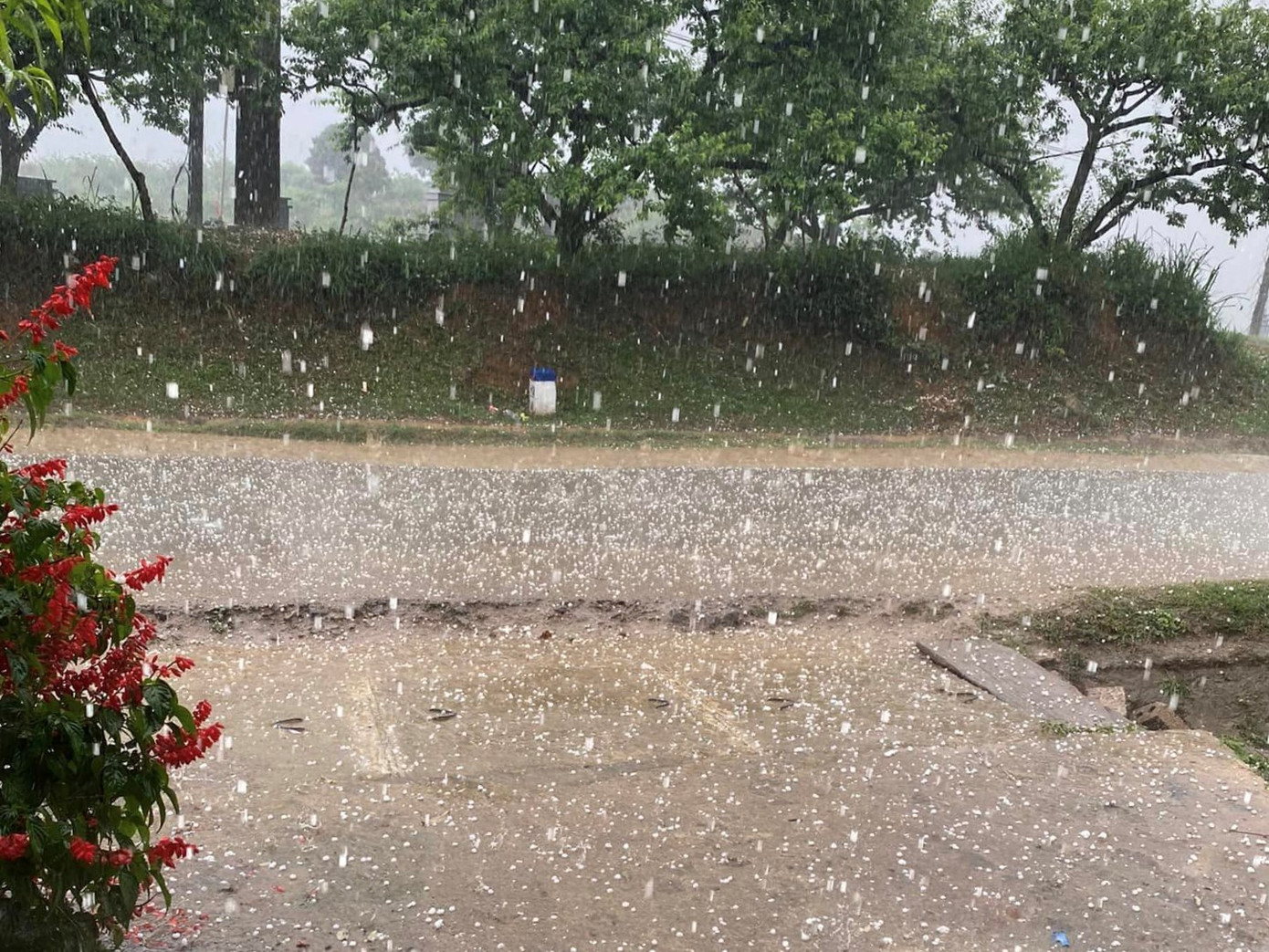 Huyện Mộc Châu đã chỉ đạo các xã, thị trấn rà soát thiệt hại, hướng dẫn, hỗ trợ các hộ dân khắc phục hậu quả.