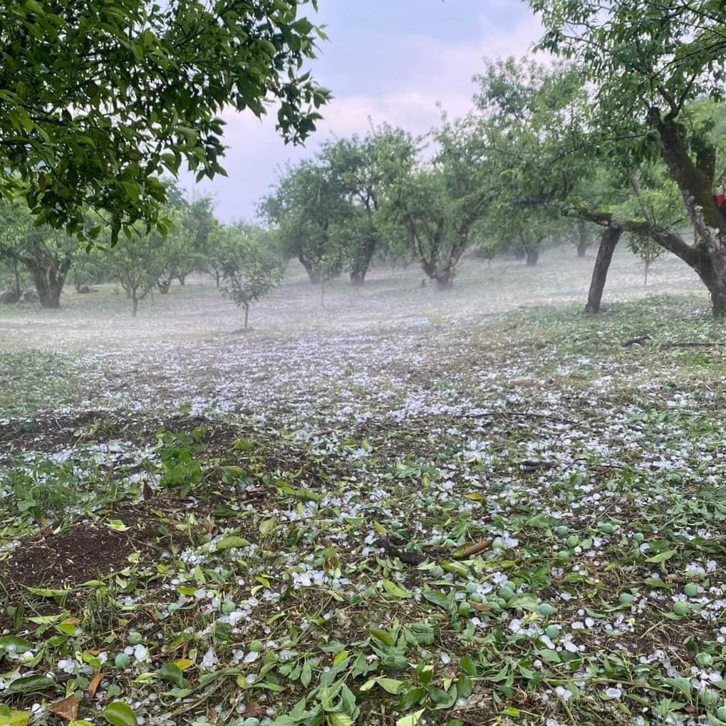 Theo thống kê ban đầu, mưa đá kèm mưa to, gió mạnh đã làm ảnh hưởng khoảng 2.500 ha mận hậu đang ra quả tại các tiểu khu Pa Khen, Tà Lọong, Chờ Lồng, Bản Ôn,…