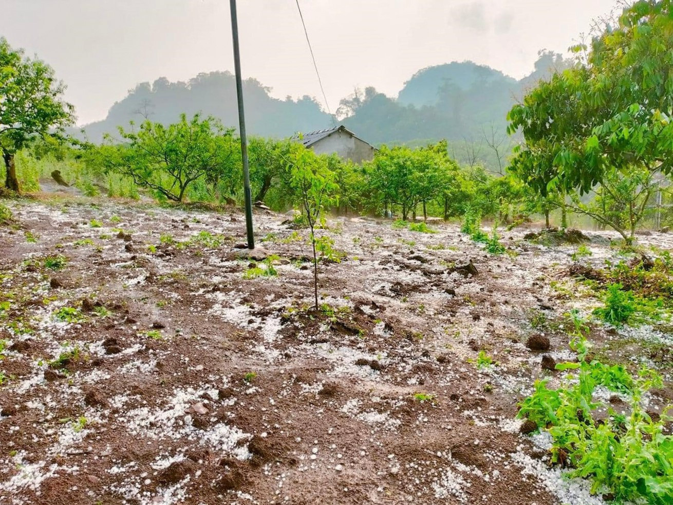 Mưa đá xảy ra mạnh nhất tại thị trấn Nông trường Mộc Châu, với 2 đợt gồm 13h -13h15 và 16h – 16h20.