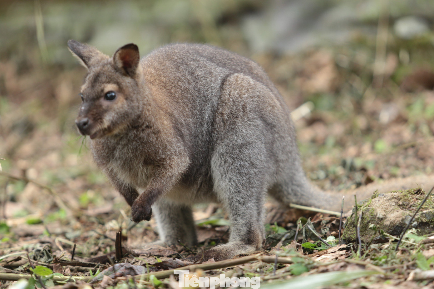 Hiện tình trạng của cả 4 cá thể chuột túi đều rất khoẻ mạnh.