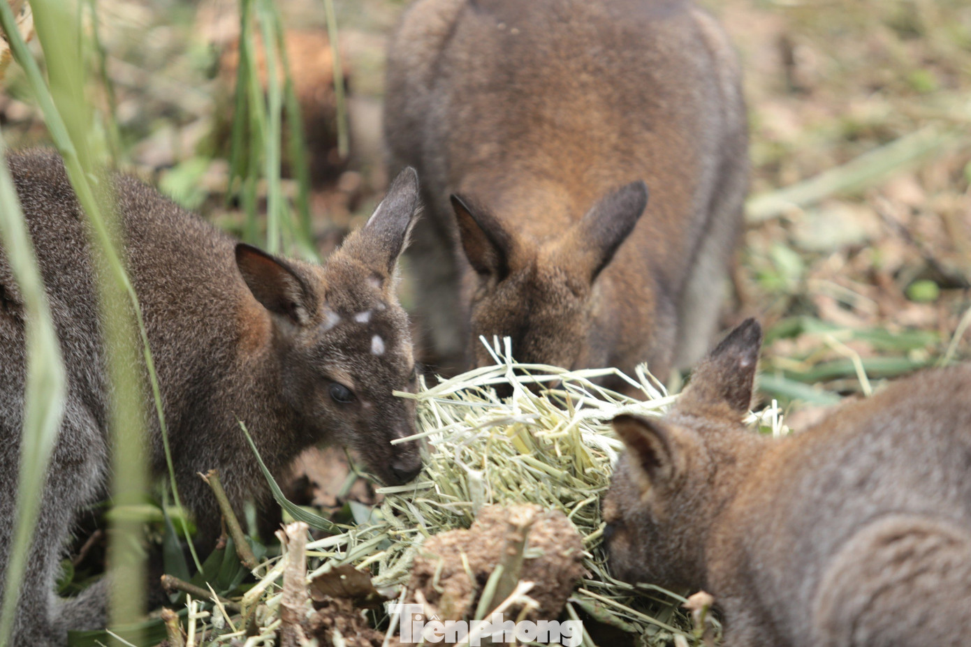 Thức ăn chủ yếu của các cá thể chuột túi này là cỏ khô và hoa quả.