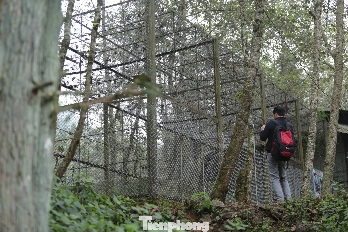 Khu vực nuôi các cá thể chuột túi được ngăn cách với khu ngoài trời bằng rào sắt.