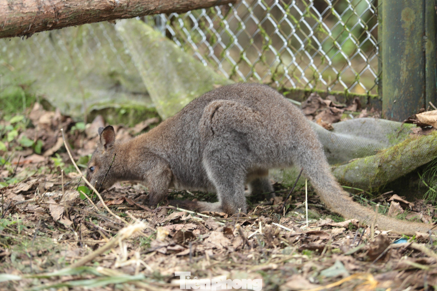 Đến ngày 16/11, Hạt Kiểm lâm huyện Thạch An đã giao các cả thể này đến Trung tâm Cứu hộ, bảo tồn và Phát triển sinh vật Hoàng Liên để cứu hộ, chăm sóc, bảo tồn.