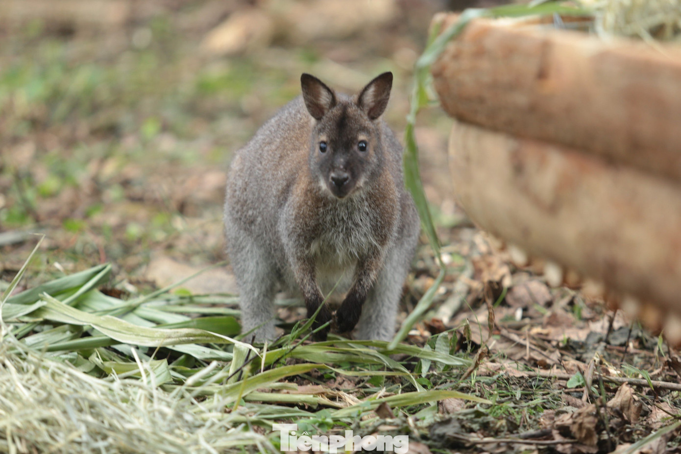 Theo biên bản bàn giao từ Kiểm Lâm Cao Bằng, 4 cá thể chuột túi được phát hiện có tên khoa học là Notamacropus rufogriseus, trọng lượng từ 7,6 đến 8,8 kg và tất cả đều có màu xám. Trong đó, 3 cá thể mang giống đực, 1 cá thể là cái.