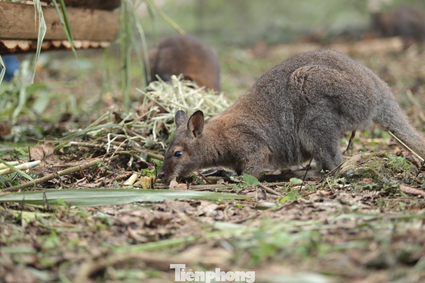 Sáng 9/11, hai con chuột túi khác tiếp tục được phát hiện ở vệ đường liên xã, gần thảm cây bụi.