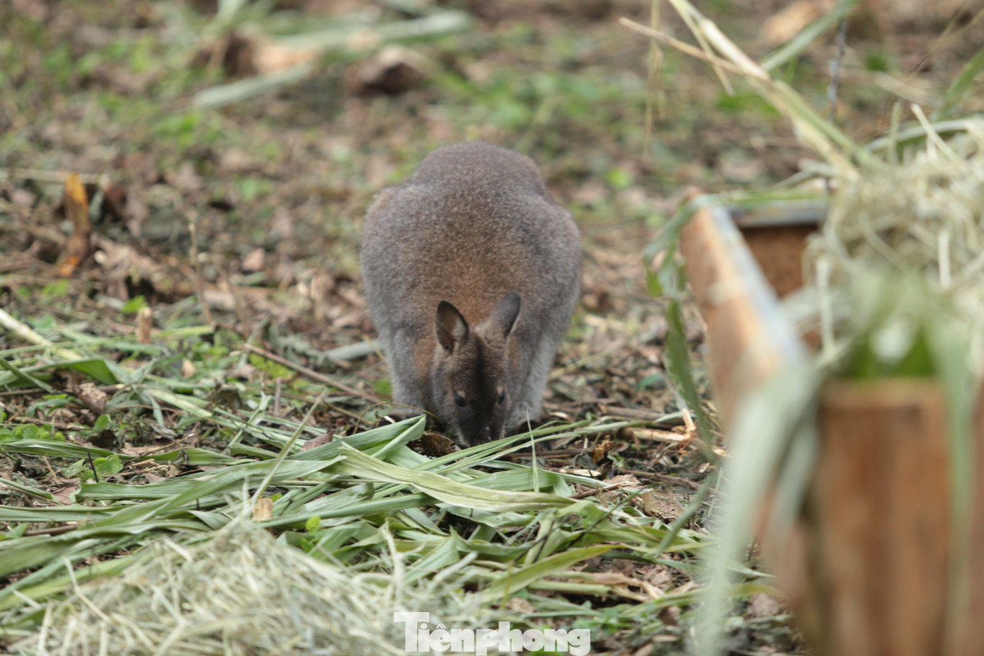Trước đó, vào sáng 8/11, người dân phát hiện con chuột túi đầu tiên tại đèo Bắc Quảng, xã Đức Long, huyện Thạch An (Cao Bằng). Đến 20h30 cùng ngày, người dân cùng lực lượng kiểm lâm, biên phòng dùng lưới quây bắt và đưa con chuột túi về nơi an toàn.