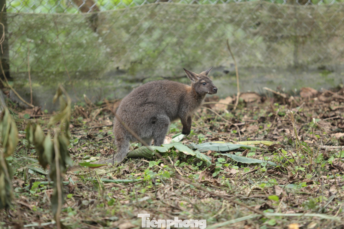 Cá thể chuột túi thứ 4 được lực lượng Kiểm lâm huyện Thạch An phát hiện vào sáng 11/11.