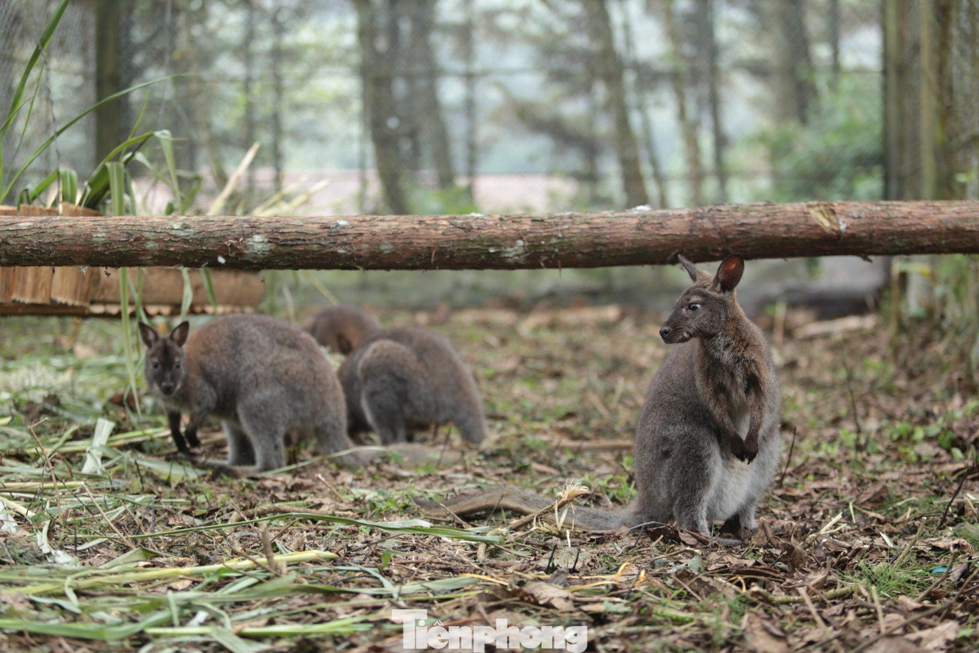 Sáng 22/11, nhóm phóng viên báo Tiền Phong có mặt tại Trung tâm Cứu hộ, bảo tồn và Phát triển sinh vật Hoàng Liên (Lào Cai). Tại đây, lãnh đạo Trung tâm cho biết, 4 cá thể chuột túi do Hạt Kiểm lâm huyện Thạch An (Cao Bằng) chuyển giao cách đây ít ngày.