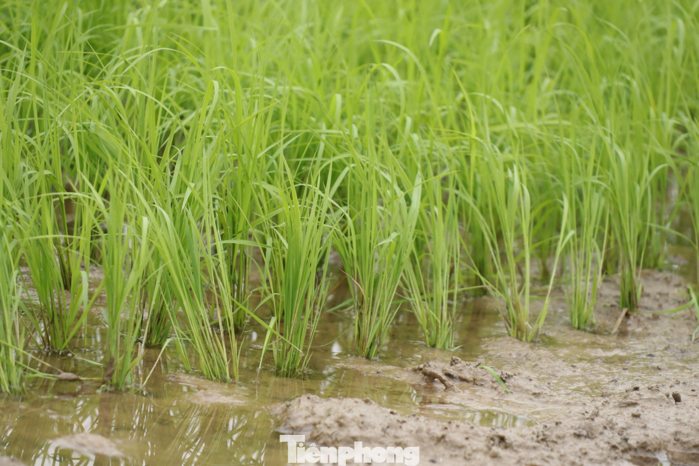 Một số người nông dân đã nảy ra ý tưởng cấy nhiều cây mạ (4-5 cây) tạo thành một khóm nhỏ để cây mạ vẫn được mang đi trồng đúng ngày và chờ thời tiết ấm lên rồi cấy lại như bình thường.