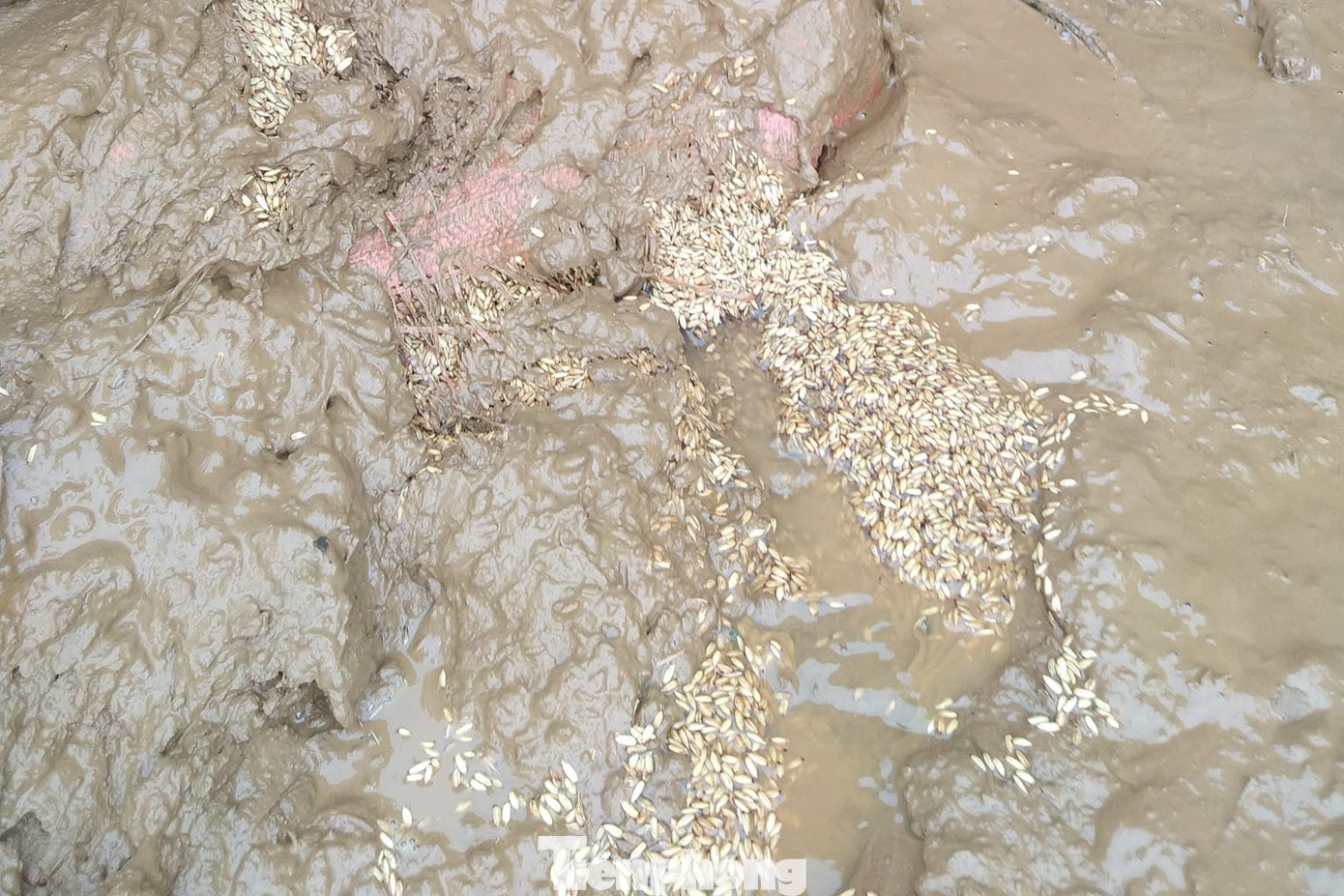 Lũ đổ về nhanh khiến người dân không kịp trở tay, lúa thóc cũng bị nhấn chìm.