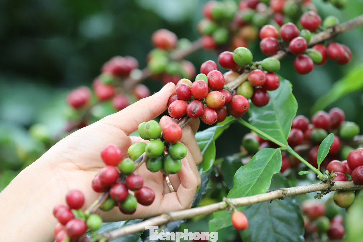 Đây là cây trồng chính của nhiều hộ gia đình và đã gắn bó hơn 30 năm Đây là cây trồng chính của nhiều hộ gia đình và đã gắn bó hơn 30 năm