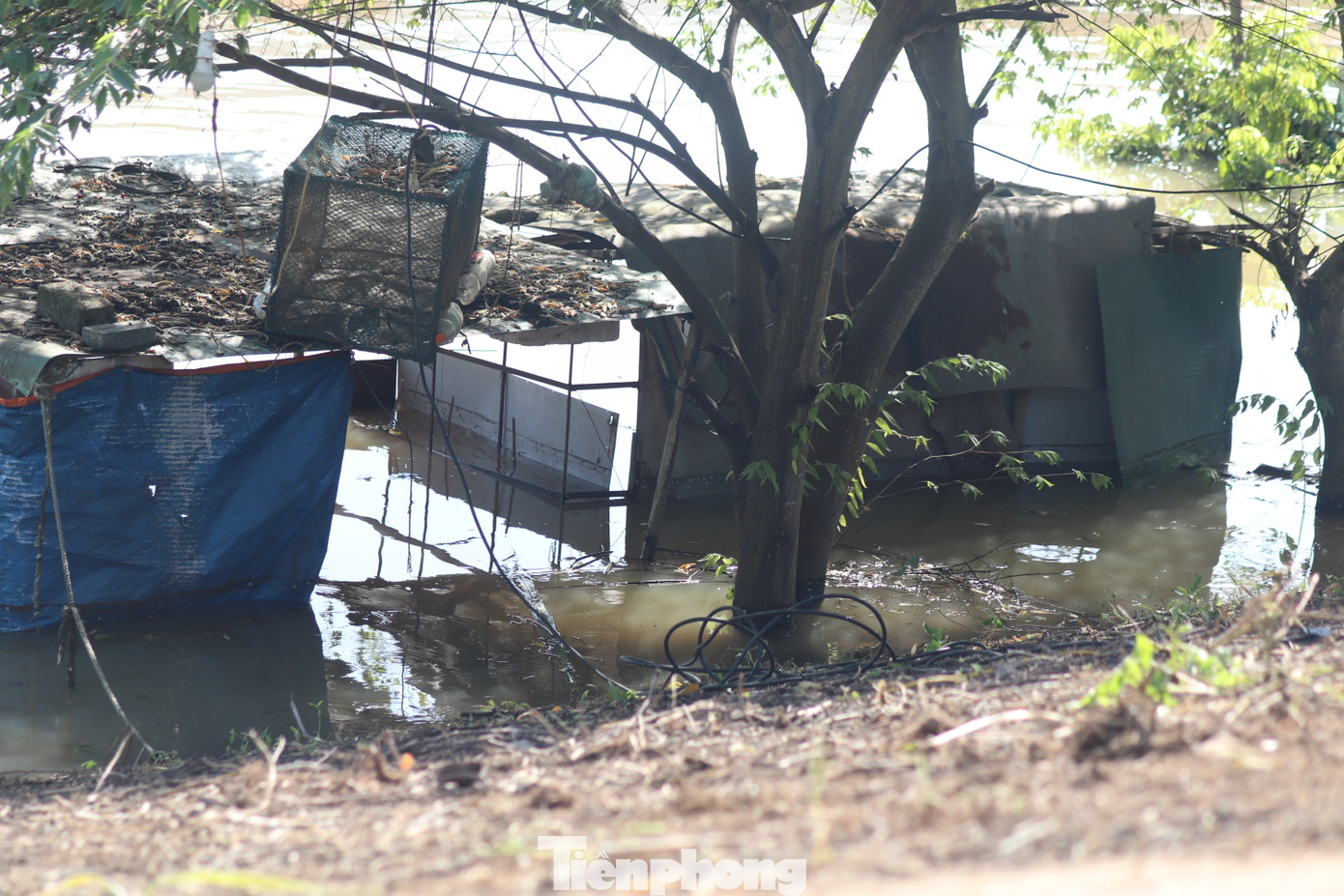 “Một số vật nuôi trên bờ, nay đành phải đưa tạm thời lên trên lồng cá rồi quây lại. Số cây trồng như ngô, khoai thì mất trắng vì chìm dưới dòng sông trong thời gian dài”, ông Thông bộc bạch.