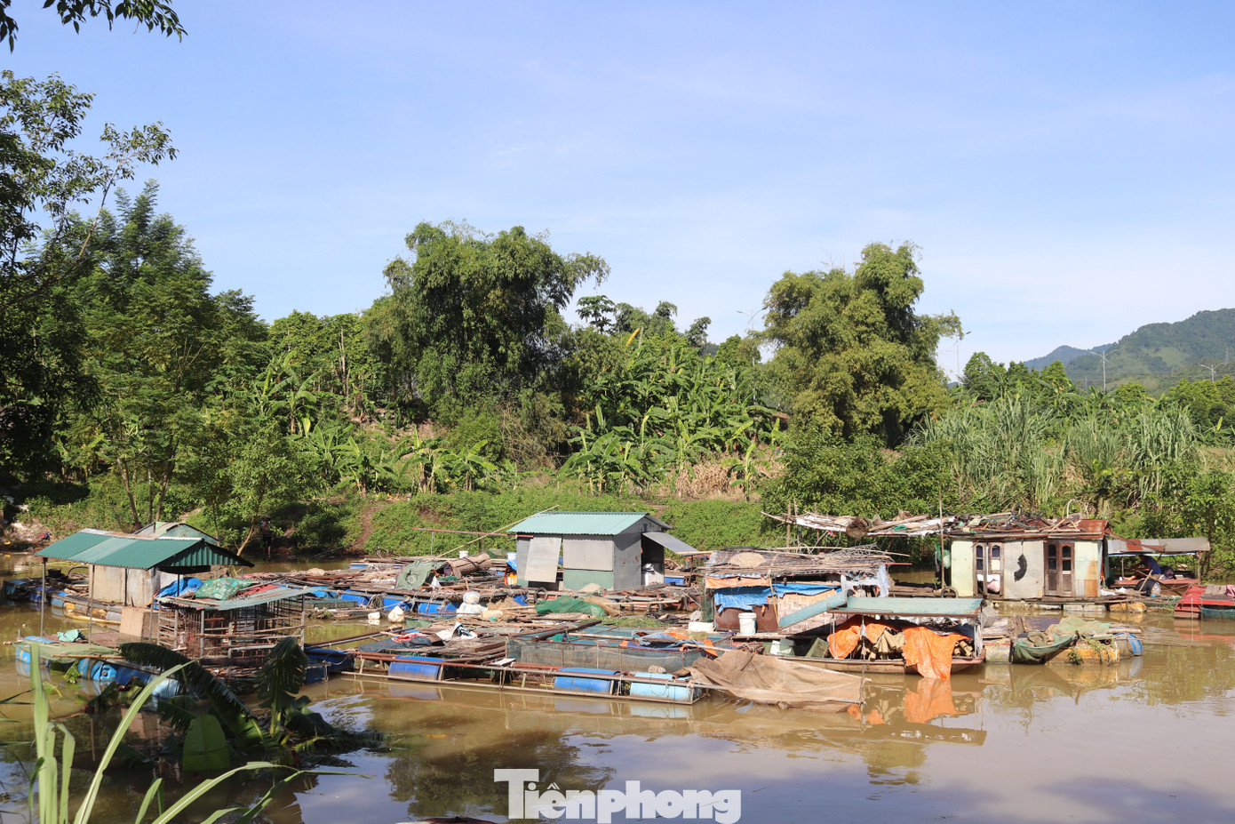 "Vào cuối tháng 7, khi thủy điện Hòa Bình mở cửa xả đáy thứ 4, gia đình tôi bị chết khoảng 500 – 600kg cá lăng đen, do cá bị sốc nước. Sau khi cá chết, gia đình phải bán gần 1 tấn cá lăng đen đang nuôi vì sợ để lâu sẽ bị chết. Cứ mỗi khi thủy điện xả lũ, chúng tôi buộc phải di chuyển lồng bè đến nơi an toàn”, ông Ngô Văn Thị, người dân xóm vạn chài ngậm ngùi kể.