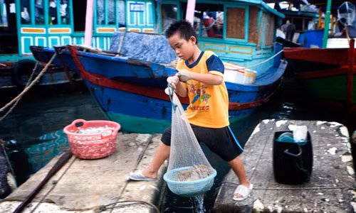 Bến cá nơi đây thường họp từ 12h đêm đến 6h sáng. Khi mặt trời mới ló cũng là lúc những chú bé này bắt tay vào làm việc