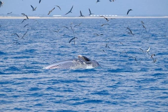 Đây là hành vi ăn lọc của cá voi (Ảnh: Trung tâm CBES). Đây là hành vi ăn lọc của cá voi (Ảnh: Trung tâm CBES).