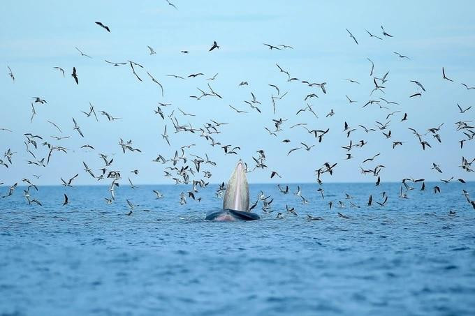 Cá voi xuất hiện ở vùng biển Đề Gi thu hút sự quan tâm của du khách (Ảnh: Nguyễn Dũng). Cá voi xuất hiện ở vùng biển Đề Gi thu hút sự quan tâm của du khách (Ảnh: Nguyễn Dũng).