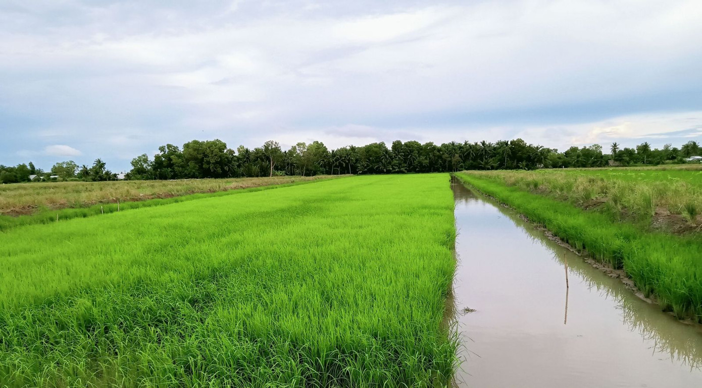 Mô hình nuôi tôm – lúa quản lý cộng đồng theo hướng thuận thiên đang phát huy hiệu quả tại Kiên Giang
