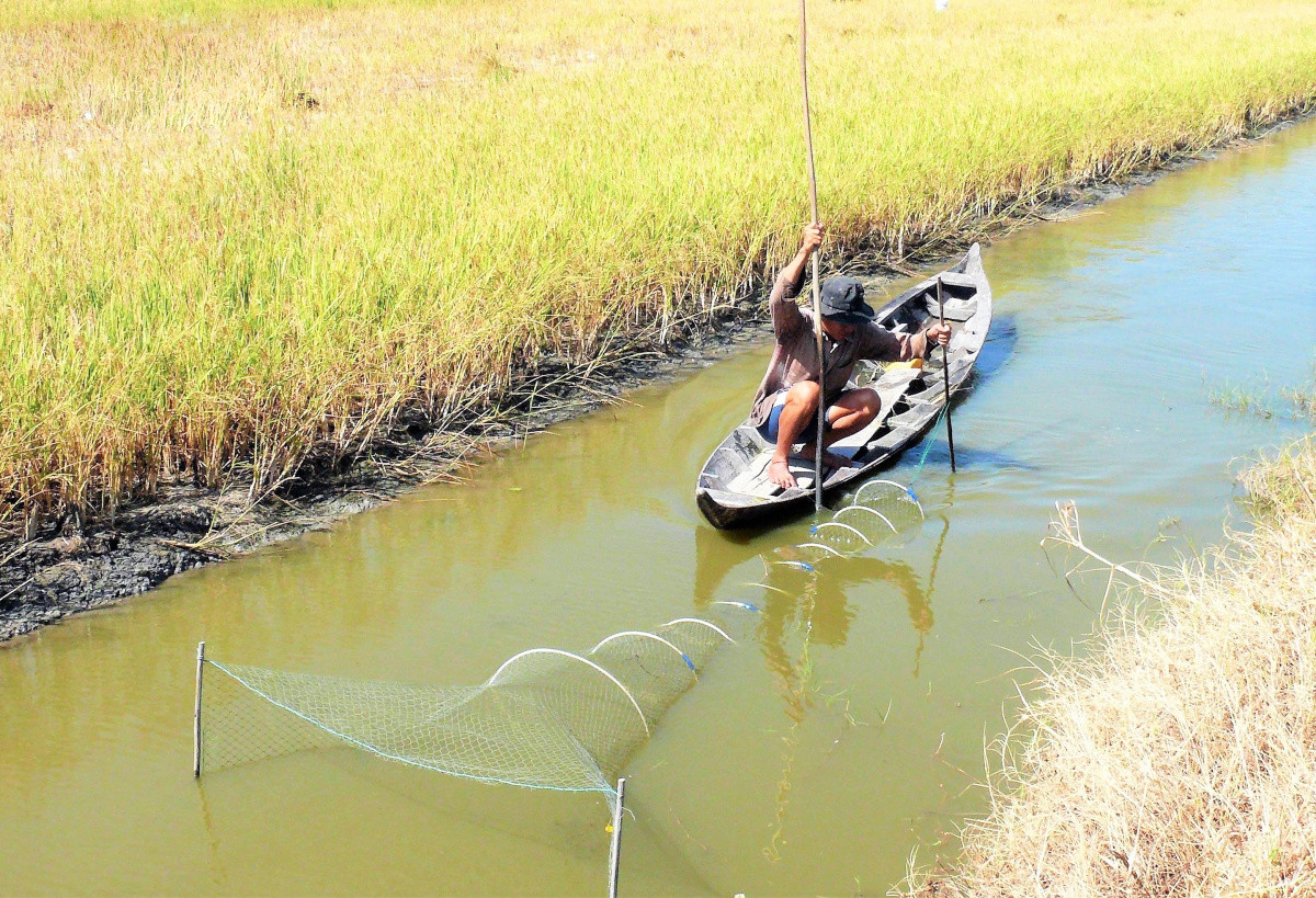 Mô hình tôm – lúa quản lý cộng đồng mang lại hiệu quả kinh tế ổn định cho người dân Kiên Giang
