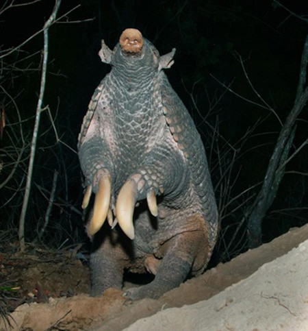 Những loài vật có móng vuốt quá cỡ ảnh 1