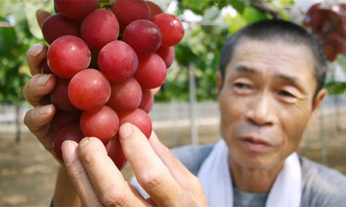 Chùm nho đỏ giá 11.000 USD ở Nhật Bản ảnh 1