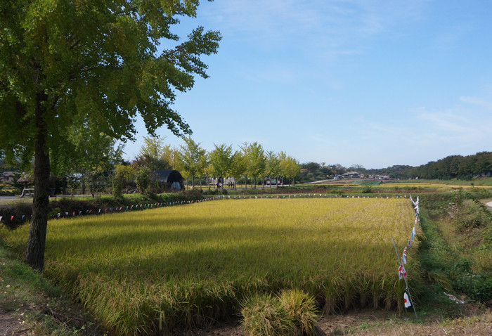 Cánh đồng lúa đã chín vàng đến mùa gặt. Ảnh chụp tại ngôi làng cổ nổi tiếng Hahoe, quê hương của rượu Sochu, thuộc vùng miền núi Andong, tỉnh Geongju. Cánh đồng lúa đã chín vàng đến mùa gặt. Ảnh chụp tại ngôi làng cổ nổi tiếng Hahoe, quê hương của rượu Sochu, thuộc vùng miền núi Andong, tỉnh Geongju