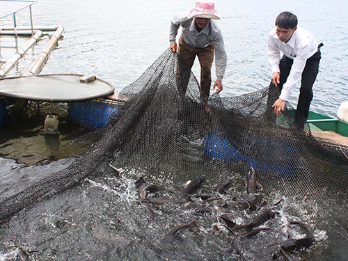 Tình trạng nhập lậu cá tầm Trung Quốc đã khiến những người nuôi cá nước lạnh của nước ta khốn đốn vì không cạnh tranh nổi. Trong ảnh: Thu hoạch cá tầm ở Lâm Đồng. Ảnh: NGUYỄN DŨNG. Tình trạng nhập lậu cá tầm Trung Quốc đã khiến những người nuôi cá nước lạnh của nước ta khốn đốn vì không cạnh tranh nổi. Trong ảnh: Thu hoạch cá tầm ở Lâm Đồng. Ảnh: NGUYỄN DŨNG