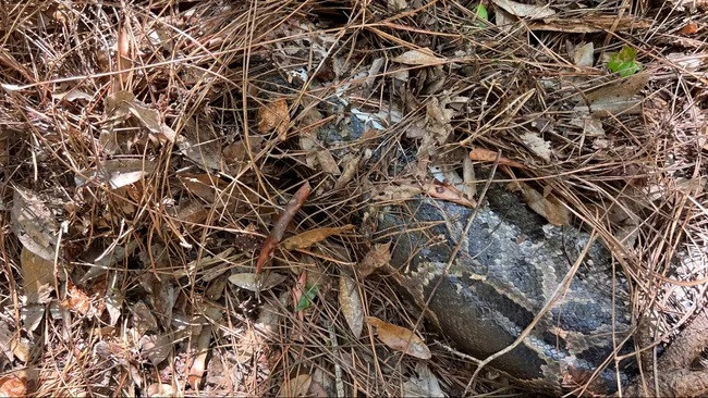 Các nhà nghiên cứu theo dõi loài rắn Loki đã phát hiện ra thi thể không đầu của nó trong một đợt lạnh vào tháng 12 năm 2022. (Ảnh: Ian Bartoszek Conservancy of Southwest Florida) Các nhà nghiên cứu theo dõi loài rắn Loki đã phát hiện ra thi thể không đầu của nó trong một đợt lạnh vào tháng 12 năm 2022. (Ảnh: Ian Bartoszek Conservancy of Southwest Florida)