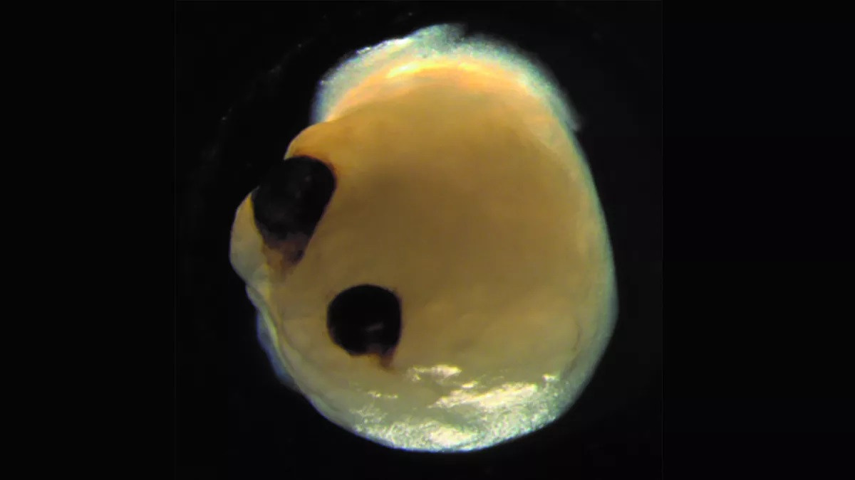 Một cơ quan não phát triển với cốc quang học thô sơ.