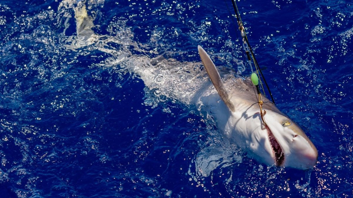 Con cá mập được ngư dân bắt gần nơi Barría mất tích. Con cá mập được ngư dân bắt gần nơi Barría mất tích.