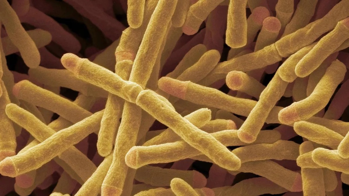 Hình ảnh hiển vi điện tử quét của một loại vi khuẩn có thể sử dụng hydro trong khí quyển để tạo ra dòng điện.