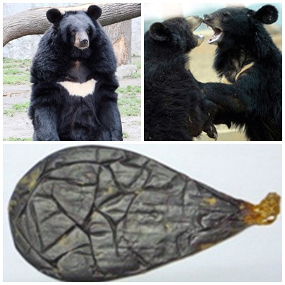 Uống mật gấu độc khủng khiếp thế này, biết rồi 'các vàng' cũng tránh cho xa ảnh 1