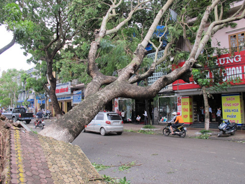 Cây cổ thụ trăm tuổi bật gốc nằm vắt ngang đường Hoàng Văn Thụ.