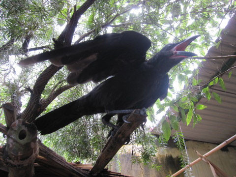 Bầy quạ của Tuấn “trắng” có thể nói chuyện với anh và hát quốc ca