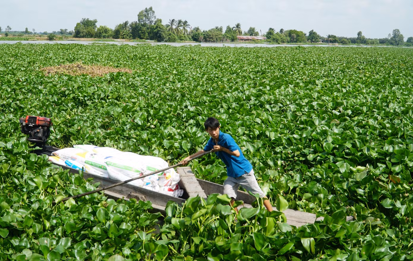 Anh Đô (Tây Ninh) phải dùng cây sào chống đẩy lục bình, để đưa vỏ lãi vào bờ. Anh Đô (Tây Ninh) phải dùng cây sào chống đẩy lục bình, để đưa vỏ lãi vào bờ.