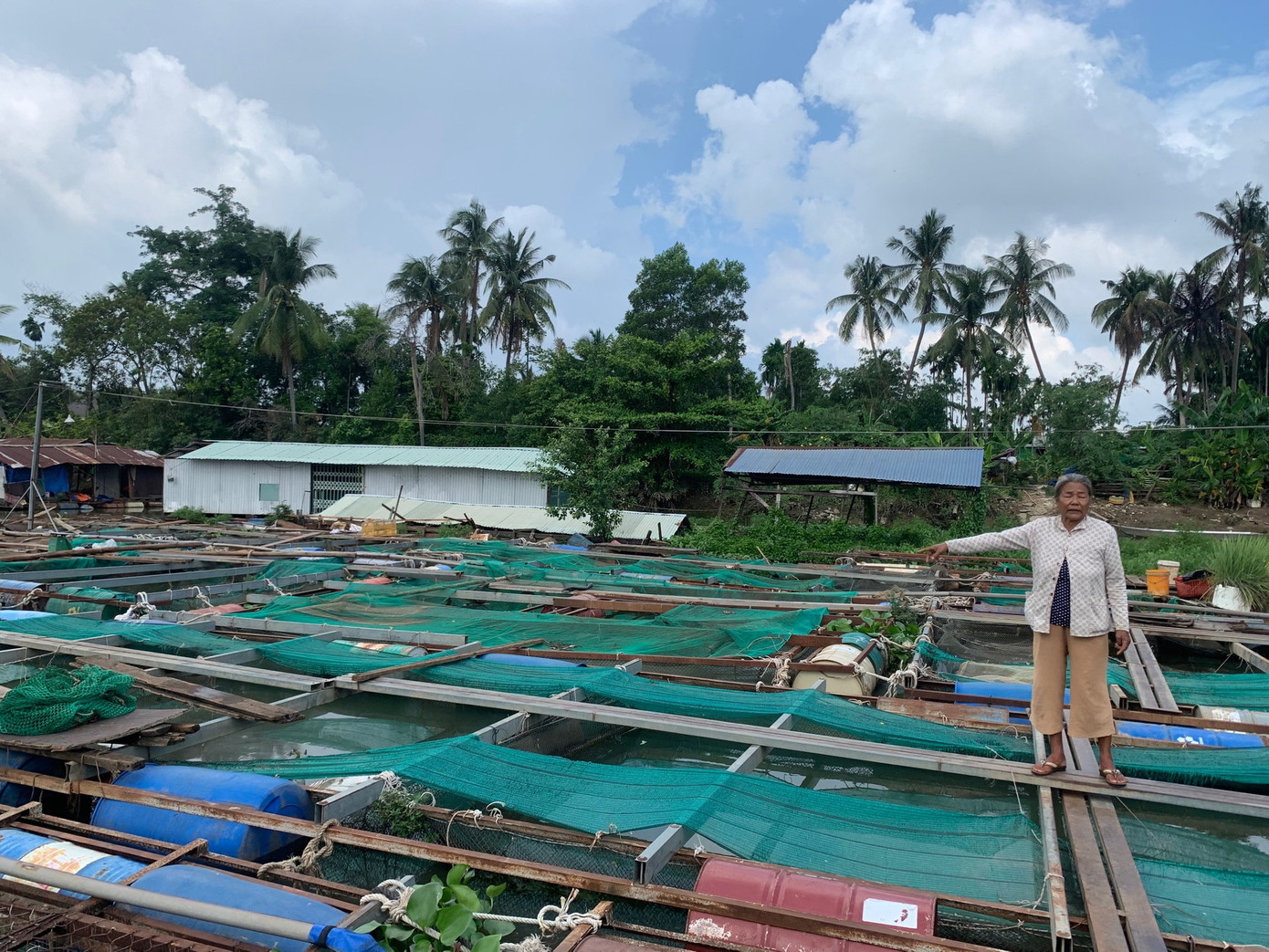 Cá chết chủ yếu nằm sát bờ. Ảnh: Tuệ Mẫn