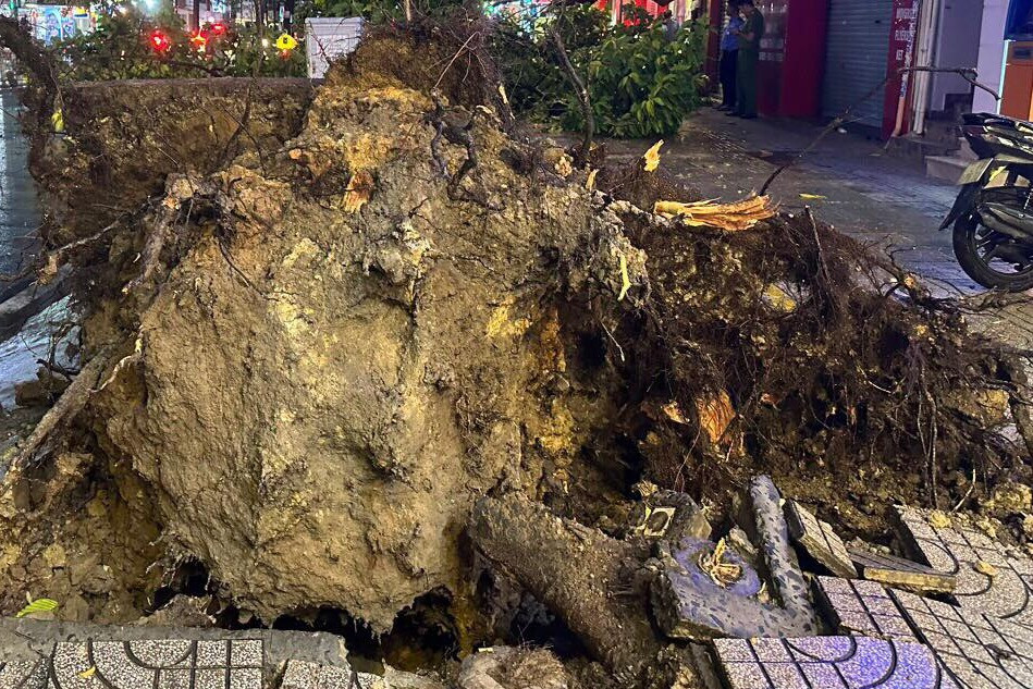 Cây xanh bật gốc làm hư hại một phần vỉa hè. Ảnh: Nguyễn Điệp Cây xanh bật gốc làm hư hại một phần vỉa hè. Ảnh: Nguyễn Điệp