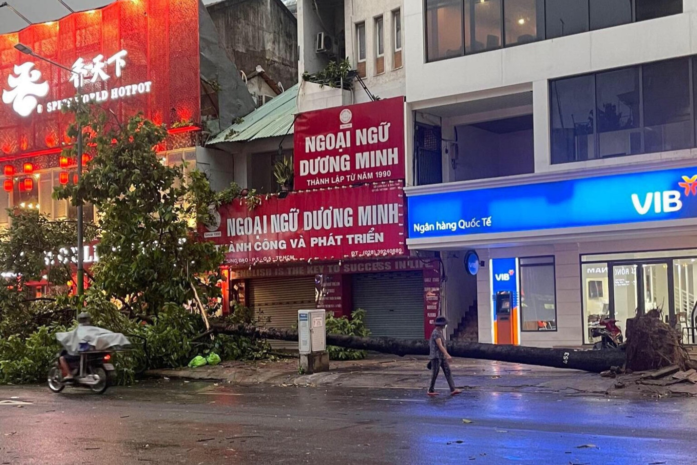 Hiện trường cây xanh bật gốc ngã xuống đường. Ảnh: Nguyễn Điệp Hiện trường cây xanh bật gốc ngã xuống đường. Ảnh: Nguyễn Điệp