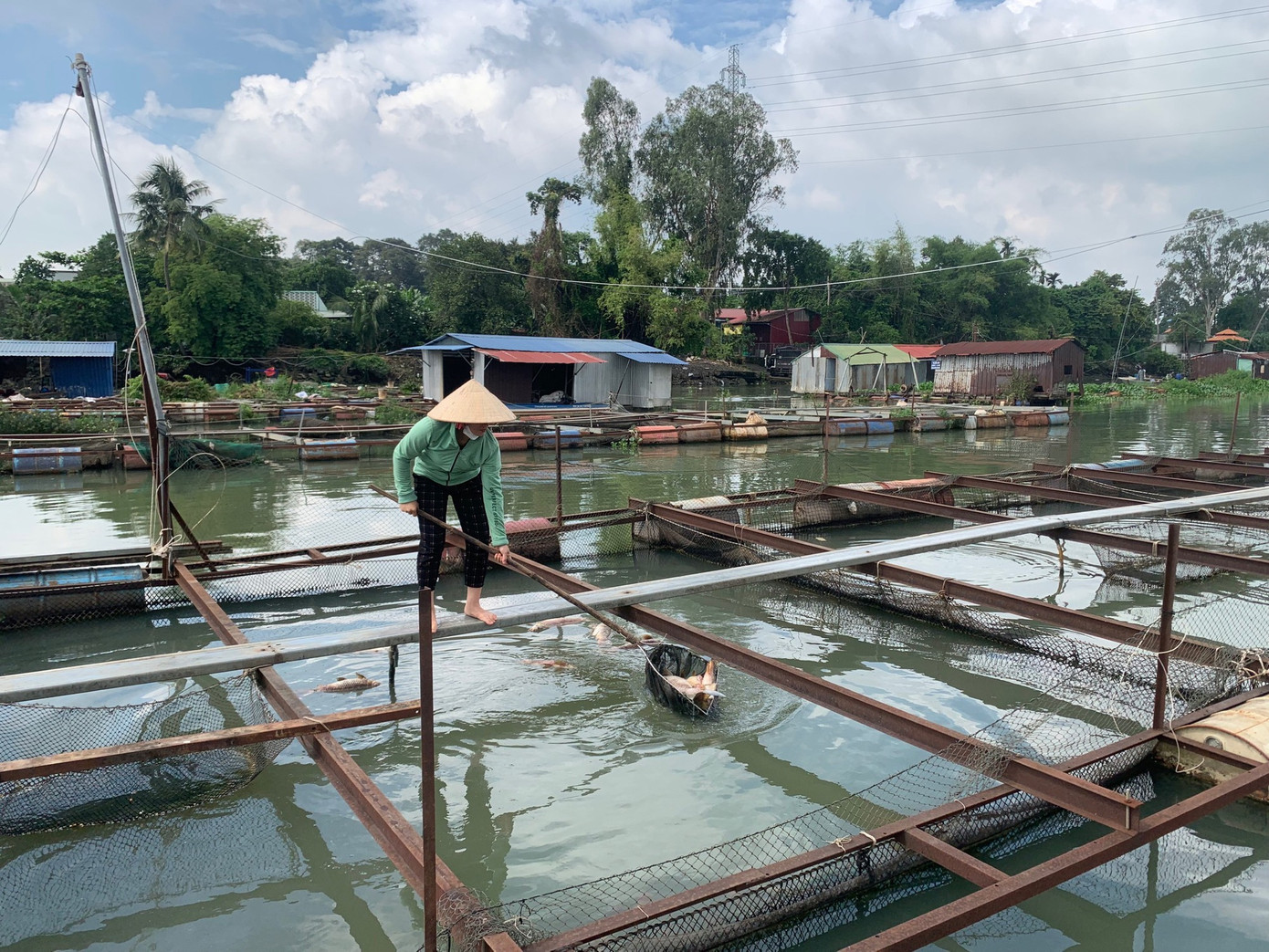 Cá chết những ngày qua. Ảnh: Tuệ Mẫn