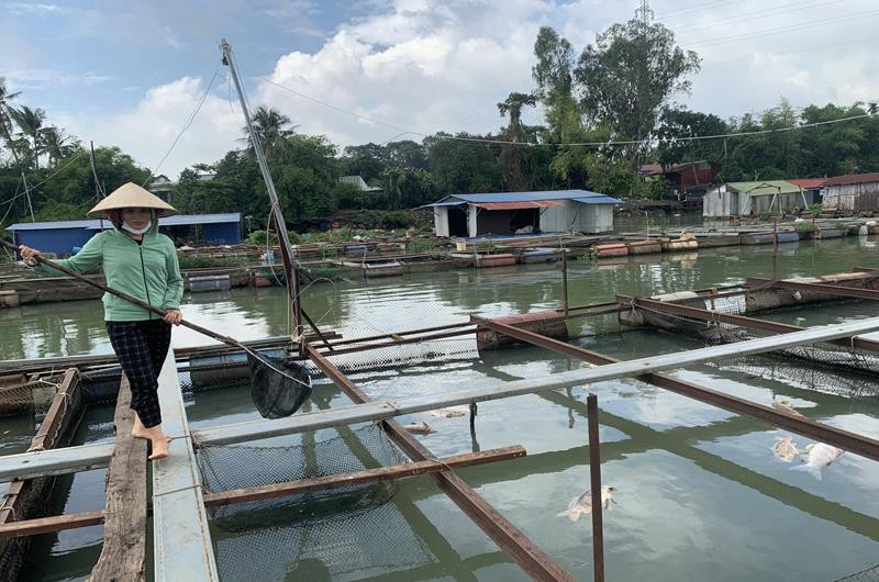 Người dân nuôi cá bè tại phường Hiệp Hòa, TP Biên Hòa vớt cá nuôi lồng bè chết. Người dân nuôi cá bè tại phường Hiệp Hòa, TP Biên Hòa vớt cá nuôi lồng bè chết.