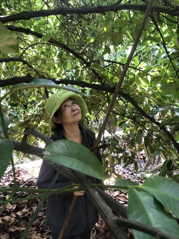 Người dân nhà vườn thành phố Thuận An, tỉnh Bình Dương hái trái măng cụt để bán cho thương lái khi giá măng cụt ở mức cao. Ảnh: Huyền Trang-TTXVN.