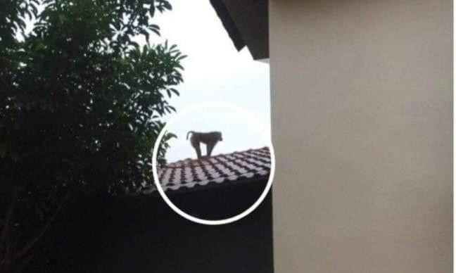 Người dân vây bắt con khỉ nhưng chưa thành công. Người dân vây bắt con khỉ nhưng chưa thành công.